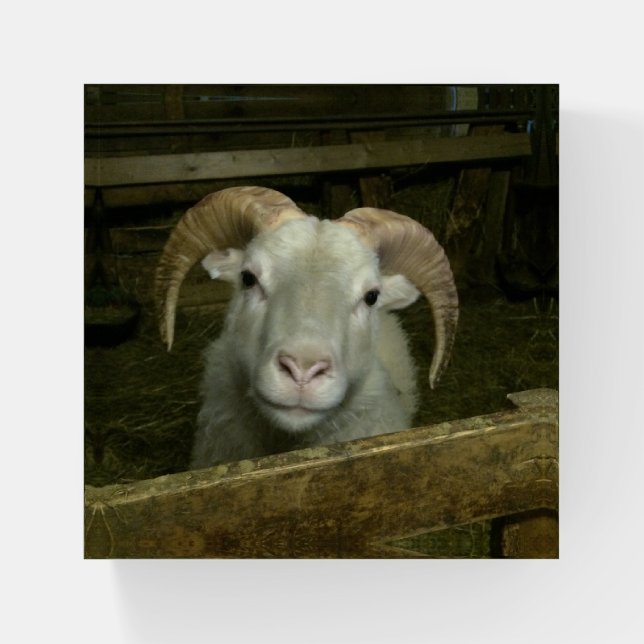 Icelandic sheep - paperweight (Front)