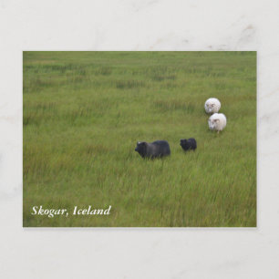 Icelandic Sheep Postcard