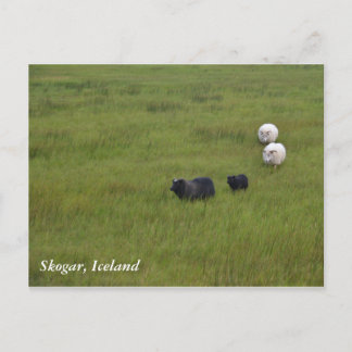 Icelandic Sheep Postcard