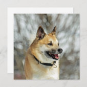 Icelandic Sheepdog 019 (Front/Back)