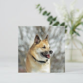 Icelandic Sheepdog 019 (Standing Front)