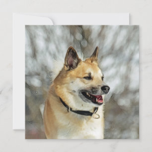 Icelandic Sheepdog 019