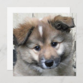 Icelandic Sheepdog 2014-0801 (Front/Back)