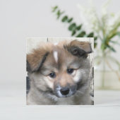 Icelandic Sheepdog 2014-0801 (Standing Front)