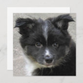 Icelandic Sheepdog 2014-0802 (Front/Back)