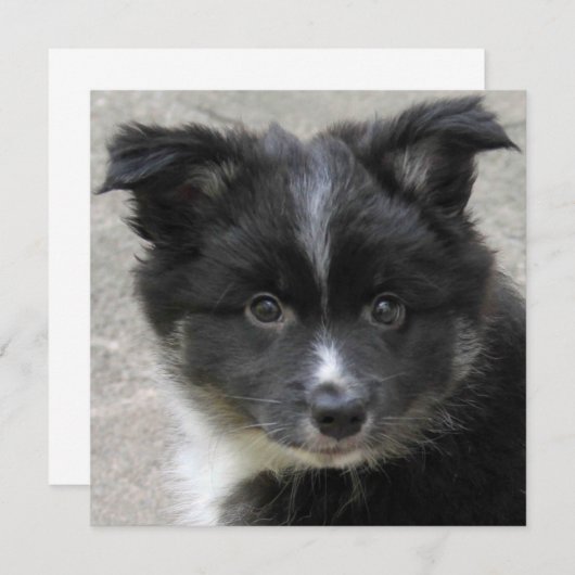 Icelandic Sheepdog 2014-0802 (Front/Back)