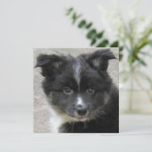 Icelandic Sheepdog 2014-0802 (Standing Front)