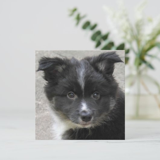 Icelandic Sheepdog 2014-0802 (Standing Front)