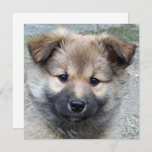 Icelandic Sheepdog 2014-0803 (Front/Back)