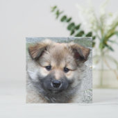 Icelandic Sheepdog 2014-0803 (Standing Front)