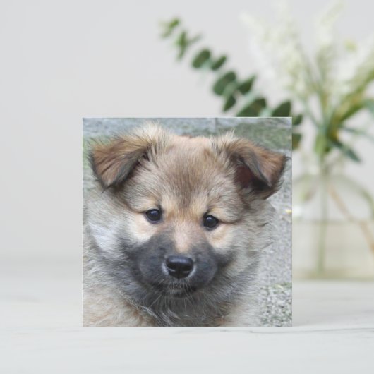 Icelandic Sheepdog 2014-0803 (Standing Front)