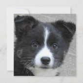 Icelandic Sheepdog 2014-0804 (Front)