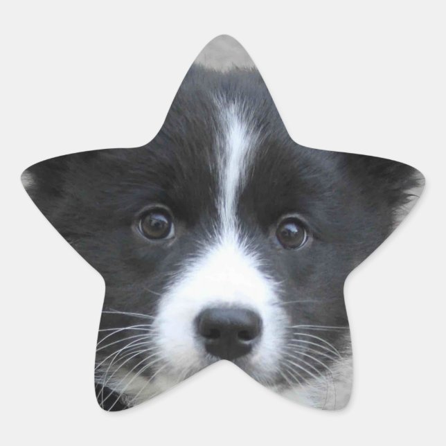 Icelandic Sheepdog 2014-0804 Star Sticker (Front)
