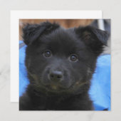 Icelandic Sheepdog 2014-0805 (Front/Back)