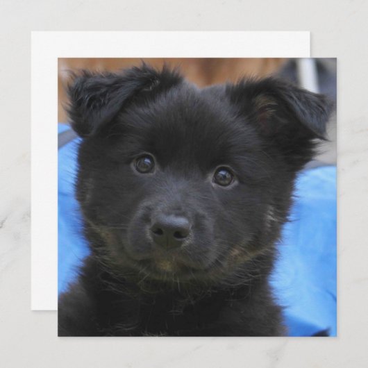 Icelandic Sheepdog 2014-0805 (Front/Back)