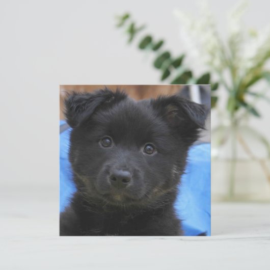 Icelandic Sheepdog 2014-0805 (Standing Front)