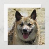 Icelandic Sheepdog 2014-0807 (Front/Back)