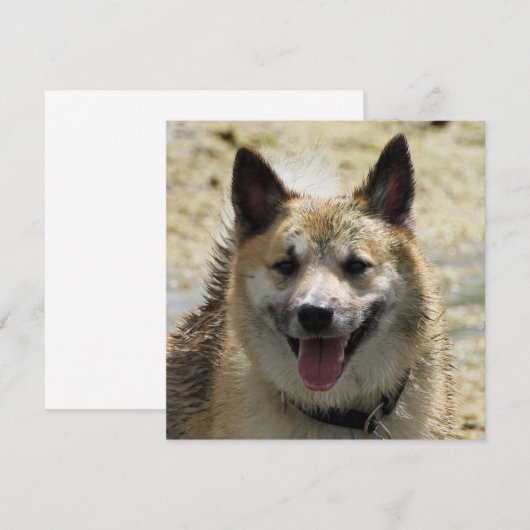 Icelandic Sheepdog 2014-0807 (Front/Back)