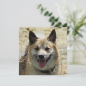 Icelandic Sheepdog 2014-0807 (Standing Front)