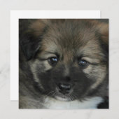 Icelandic Sheepdog 2014-0808 (Front/Back)