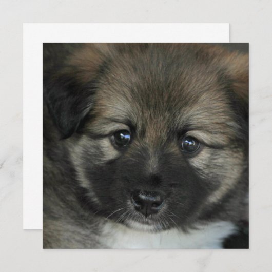 Icelandic Sheepdog 2014-0808 (Front/Back)