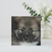 Icelandic Sheepdog 2014-0808 (Standing Front)