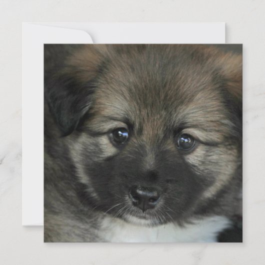 Icelandic Sheepdog 2014-0808 (Front)