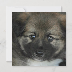 Icelandic Sheepdog 2014-0808