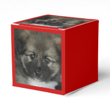 Icelandic Sheepdog 2014-0808