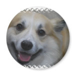 icelandic-sheepdog-2.jpg magnet
