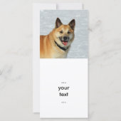 IcelandicSheepdog20150904 (Back)