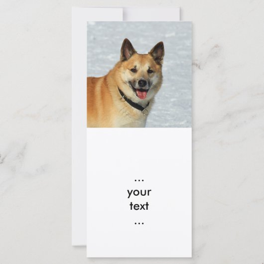 IcelandicSheepdog20150904 (Back)