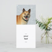 IcelandicSheepdog20150904 (Standing Front)