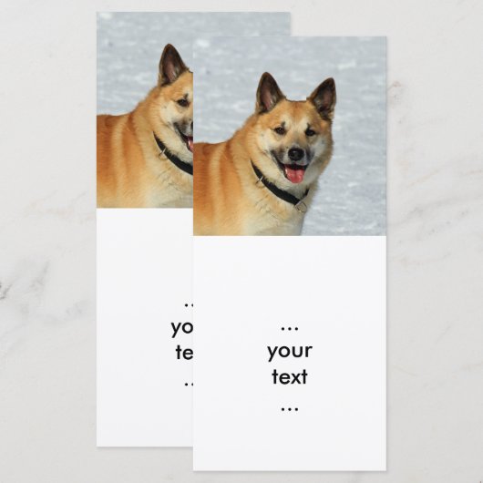 IcelandicSheepdog20150904 (Front/Back)