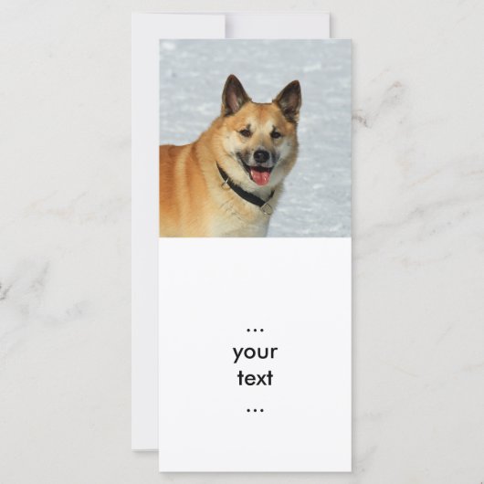 IcelandicSheepdog20150904 (Front)