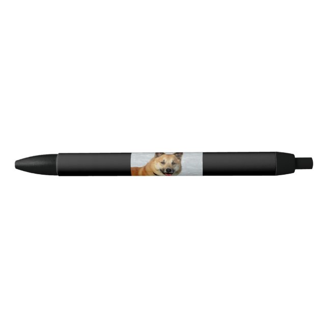 IcelandicSheepdog20150904 Pen (Front)
