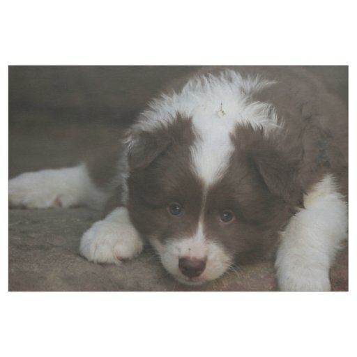 IcelandicSheepdog_20171201_by_JAMFoto Fabric