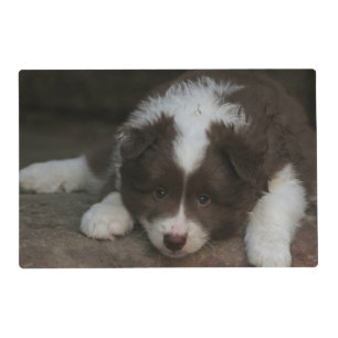 IcelandicSheepdog_20171201_by_JAMFoto Placemat