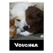 IcelandicSheepdog_20171203_by_JAMFoto (Front)