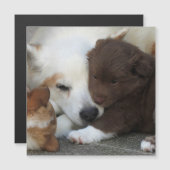 IcelandicSheepdog_20171203_by_JAMFoto (Front/Back)