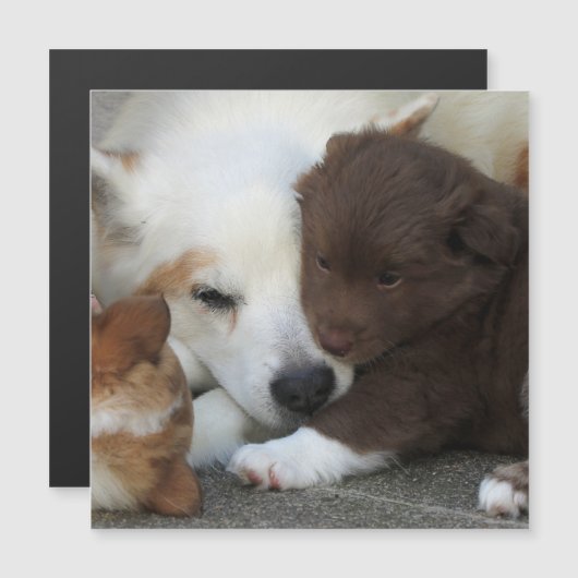 IcelandicSheepdog_20171203_by_JAMFoto (Front/Back)