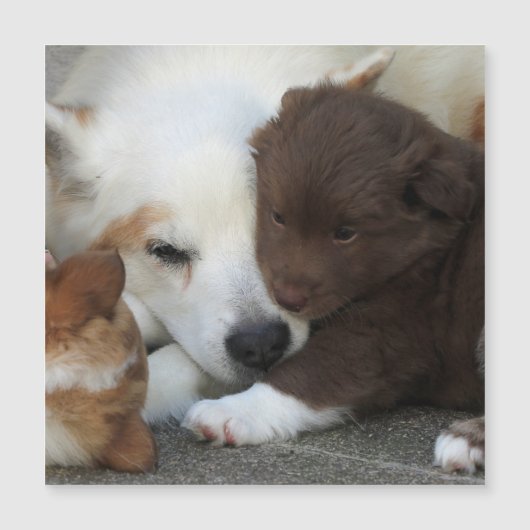 IcelandicSheepdog_20171203_by_JAMFoto (Front)