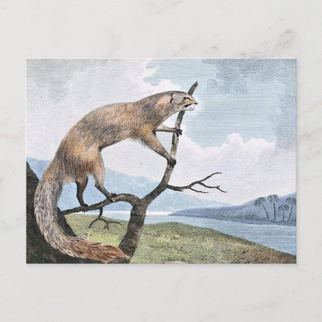 Ichneumon (Mongoose) Wildlife Art Postcard (Front)