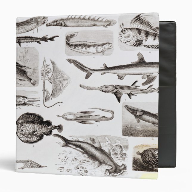 Ichthyology- Elasmobranch, Ganoid Binder (Front/Inside)