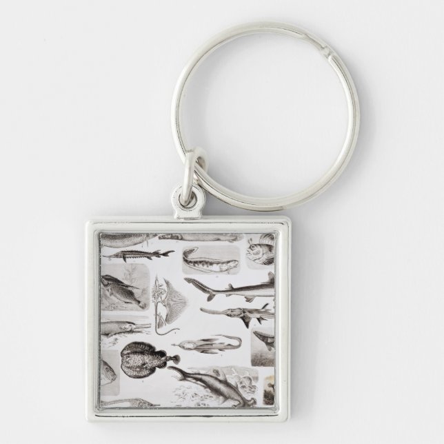 Ichthyology- Elasmobranch, Ganoid Keychain (Front)