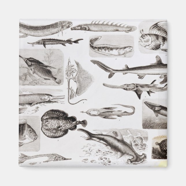 Ichthyology- Elasmobranch, Ganoid Magnet (Front)