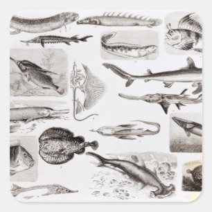 Ichthyology- Elasmobranch, Ganoid Square Sticker