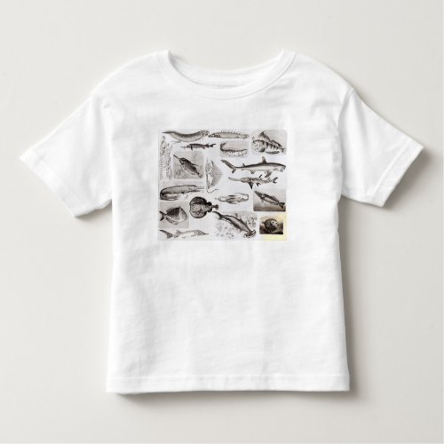 Ichthyology_ Elasmobranch Ganoid Toddler T_shirt