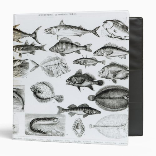 Ichthyology Osseous Fishes 3 Ring Binder