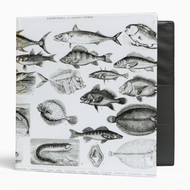 Ichthyology Osseous Fishes 3 Ring Binder (Front/Inside)